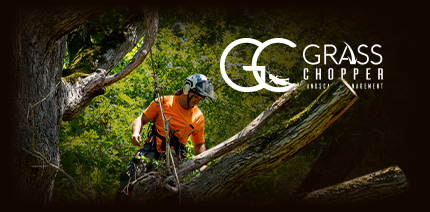 Professional Tree Trimming & Structural Pruning mobil Professional Tree Trimming & Structural Pruning mobile